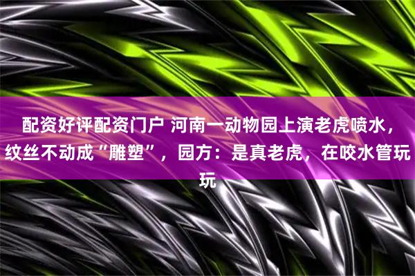 配资好评配资门户 河南一动物园上演老虎喷水，纹丝不动成“雕塑”，园方：是真老虎，在咬水管玩